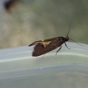 Leistomorpha brontoscopa at Cook, ACT - 18 Oct 2020