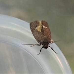 Leistomorpha brontoscopa at Cook, ACT - 18 Oct 2020