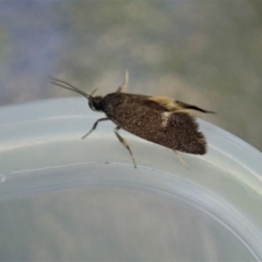 Leistomorpha brontoscopa at Cook, ACT - 18 Oct 2020