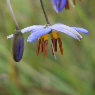 Dianella sp. aff. longifolia (Benambra) (Pale Flax Lily, Blue Flax Lily) at Bruce, ACT - 26 Oct 2020 by tpreston