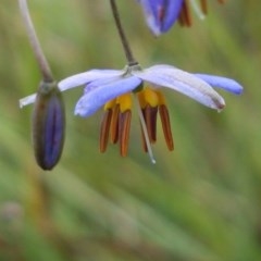 Dianella sp. aff. longifolia (Benambra) (Pale Flax Lily, Blue Flax Lily) at Bruce, ACT - 26 Oct 2020 by tpreston