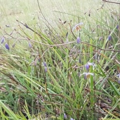 Dianella sp. aff. longifolia (Benambra) at Bruce, ACT - 26 Oct 2020 05:00 PM