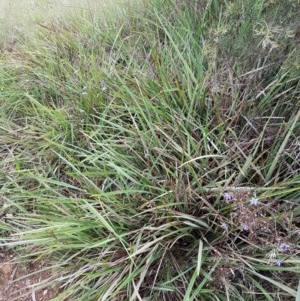 Dianella sp. aff. longifolia (Benambra) at Bruce, ACT - 26 Oct 2020 05:00 PM