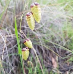 Briza maxima (Quaking Grass, Blowfly Grass) at Bruce, ACT - 26 Oct 2020 by trevorpreston