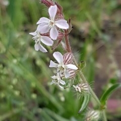 Silene gallica var. gallica (French Catchfly) at Bruce, ACT - 26 Oct 2020 by tpreston