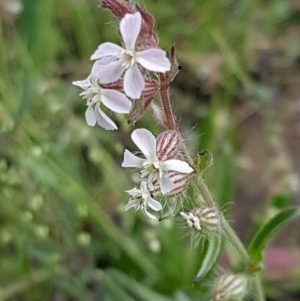 Silene gallica var. gallica at Bruce, ACT - 26 Oct 2020