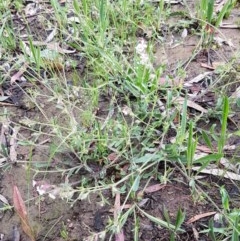 Silene gallica var. gallica at Bruce, ACT - 26 Oct 2020