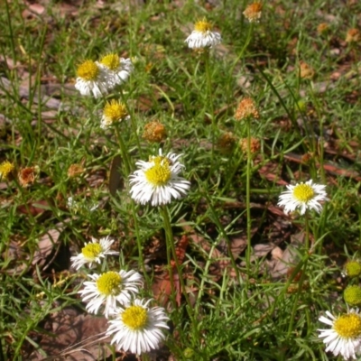 Calotis anthemoides (Chamomile Burr-daisy) at Hackett, ACT - 17 Oct 2020 by waltraud