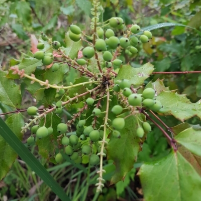 Berberis aquifolium (Oregon Grape) at Bruce Ridge to Gossan Hill - 26 Oct 2020 by trevorpreston