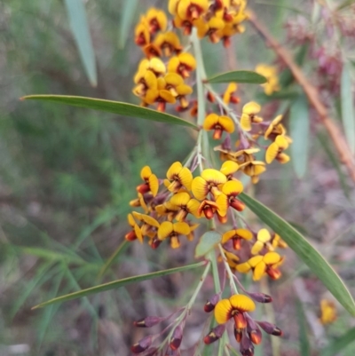 Daviesia mimosoides (Bitter Pea) at Bruce Ridge to Gossan Hill - 26 Oct 2020 by trevorpreston