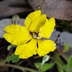 Goodenia hederacea subsp. hederacea (Ivy Goodenia, Forest Goodenia) at Bruce Ridge to Gossan Hill - 26 Oct 2020 by trevorpreston