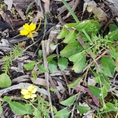 Goodenia hederacea subsp. hederacea at Bruce, ACT - 26 Oct 2020 05:04 PM