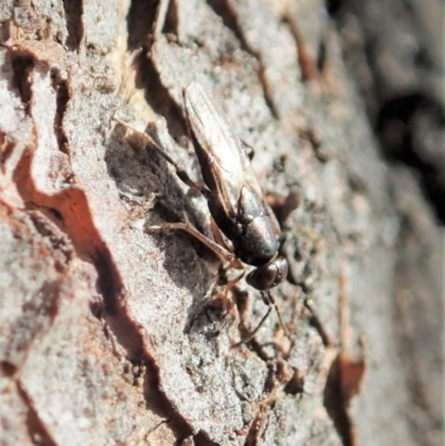 Unidentified Parasitic wasp (numerous families) at Mount Painter - 8 Oct 2020 by CathB