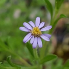 Vittadinia muelleri (Narrow-leafed New Holland Daisy) at Bruce, ACT - 26 Oct 2020 by trevorpreston