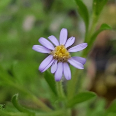 Vittadinia muelleri (Narrow-leafed New Holland Daisy) at Flea Bog Flat, Bruce - 26 Oct 2020 by tpreston