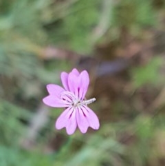 Petrorhagia nanteuilii (Proliferous Pink, Childling Pink) at Flea Bog Flat, Bruce - 26 Oct 2020 by tpreston