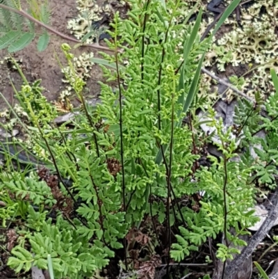 Cheilanthes sieberi (Rock Fern) at Bruce, ACT - 26 Oct 2020 by trevorpreston