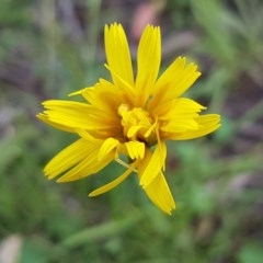 Microseris walteri (Yam Daisy, Murnong) at Bruce, ACT - 26 Oct 2020 by tpreston