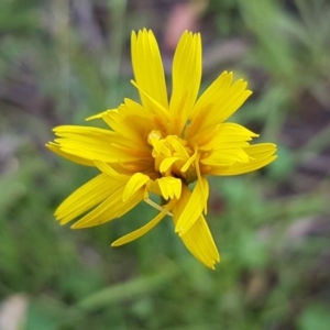 Microseris walteri at Bruce, ACT - 26 Oct 2020