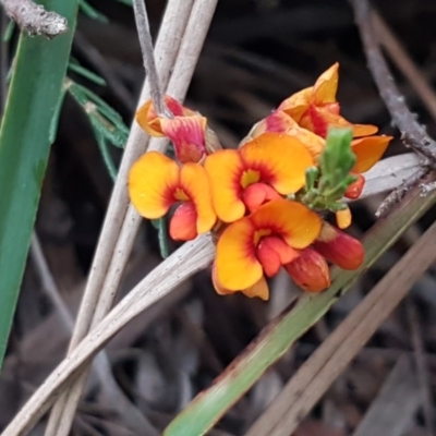 Dillwynia sericea (Egg And Bacon Peas) at Bruce Ridge to Gossan Hill - 26 Oct 2020 by trevorpreston