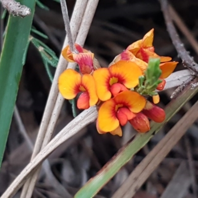Dillwynia sericea (Egg And Bacon Peas) at Bruce, ACT - 26 Oct 2020 by trevorpreston