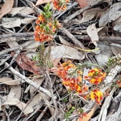 Dillwynia sericea at Bruce, ACT - 26 Oct 2020