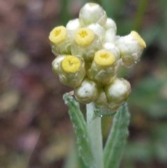 Pseudognaphalium luteoalbum (Jersey Cudweed) at Bruce, ACT - 26 Oct 2020 by trevorpreston