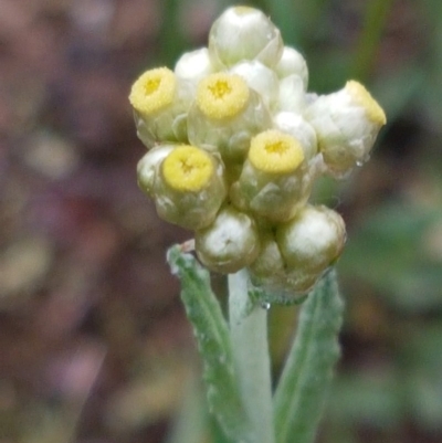 Pseudognaphalium luteoalbum (Jersey Cudweed) at Bruce, ACT - 26 Oct 2020 by trevorpreston