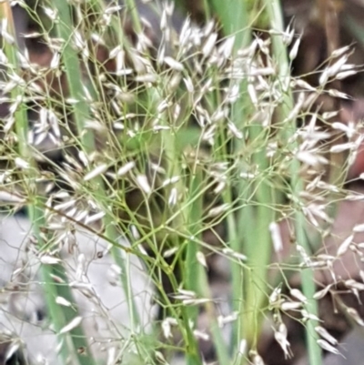 Aira elegantissima (Delicate Hairgrass) at Flea Bog Flat, Bruce - 26 Oct 2020 by tpreston