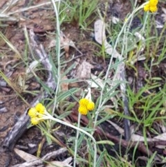 Chrysocephalum apiculatum (Common Everlasting) at Flea Bog Flat, Bruce - 26 Oct 2020 by tpreston