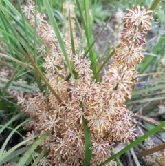 Lomandra multiflora (Many-flowered Matrush) at Flea Bog Flat, Bruce - 26 Oct 2020 by tpreston