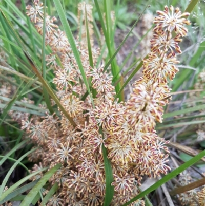 Lomandra multiflora (Many-flowered Matrush) at Bruce, ACT - 26 Oct 2020 by trevorpreston