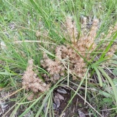 Lomandra multiflora at Bruce, ACT - 26 Oct 2020