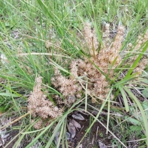 Lomandra multiflora at Bruce, ACT - 26 Oct 2020