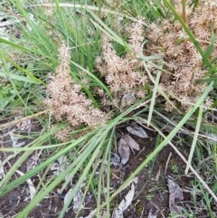 Lomandra multiflora at Bruce, ACT - 26 Oct 2020