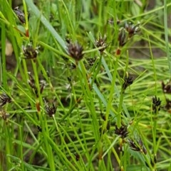 Schoenus apogon (Common Bog Sedge) at Bruce, ACT - 26 Oct 2020 by trevorpreston