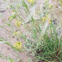 Pimelea curviflora (Curved Rice-flower) at Flea Bog Flat, Bruce - 26 Oct 2020 by tpreston