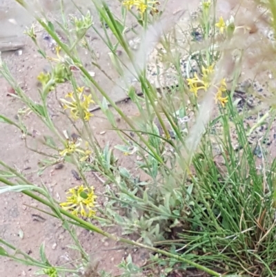 Pimelea curviflora (Curved Rice-flower) at Bruce Ridge to Gossan Hill - 26 Oct 2020 by trevorpreston