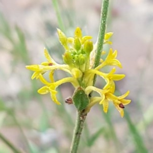 Pimelea curviflora at Bruce, ACT - 26 Oct 2020