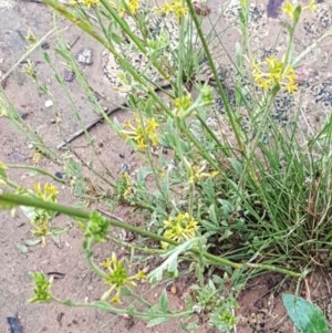 Pimelea curviflora at Bruce, ACT - 26 Oct 2020