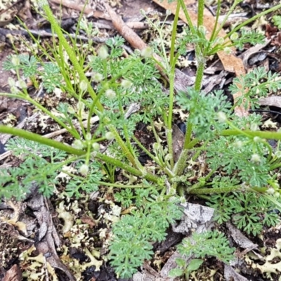 Daucus glochidiatus (Australian Carrot) at Flea Bog Flat, Bruce - 26 Oct 2020 by tpreston