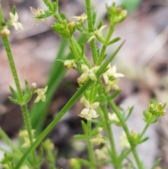 Galium gaudichaudii subsp. gaudichaudii (Rough Bedstraw) at Bruce, ACT - 26 Oct 2020 by tpreston