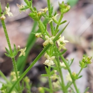 Galium gaudichaudii subsp. gaudichaudii at Bruce, ACT - 26 Oct 2020