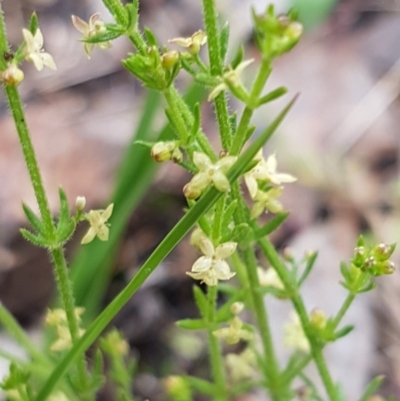 Galium gaudichaudii subsp. gaudichaudii (Rough Bedstraw) at Bruce, ACT - 26 Oct 2020 by tpreston