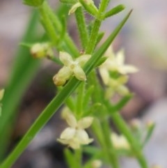 Galium gaudichaudii subsp. gaudichaudii at Bruce, ACT - 26 Oct 2020 05:12 PM