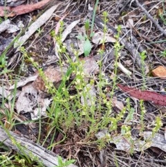 Galium gaudichaudii subsp. gaudichaudii at Bruce, ACT - 26 Oct 2020 05:12 PM