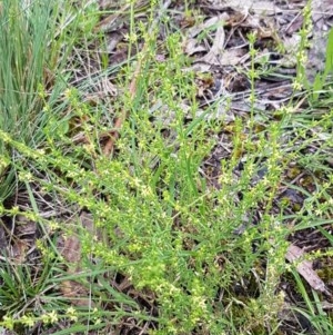 Galium gaudichaudii subsp. gaudichaudii at Bruce, ACT - 26 Oct 2020 05:12 PM