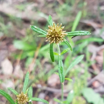 Euchiton involucratus (Star Cudweed) at Bruce Ridge to Gossan Hill - 26 Oct 2020 by trevorpreston