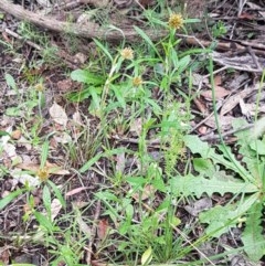 Euchiton involucratus at Bruce, ACT - 26 Oct 2020