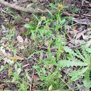 Euchiton involucratus at Bruce, ACT - 26 Oct 2020